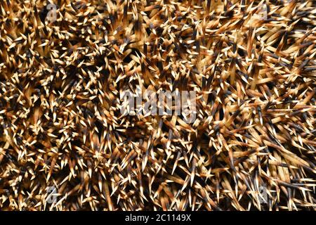 Aghi di un riccio close up, tessitura Foto Stock