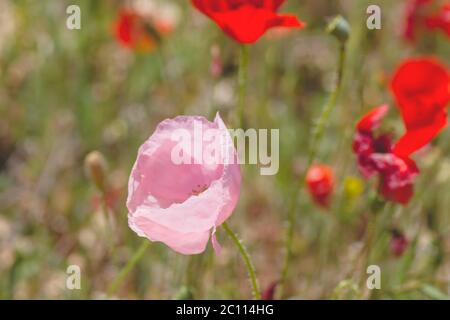 Fiori di papavero rosso selvatico che fioriscono in primavera Foto Stock