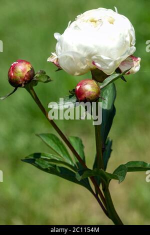 Germogli di Peony 'Boule de Neige' bianchi, gambo fiore di peonia bianco su sfondo verde Foto Stock