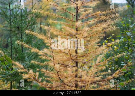 Particolare di larice alberi deciduo fogliame in autunno Foto Stock