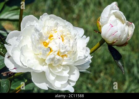 White Peony "Ann Cousins" Foto Stock