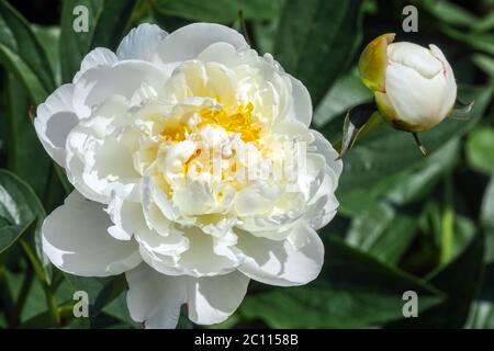 Le peonie bianche "Ann Cousins" di White Peony hanno grandi fiori e boccioli Foto Stock