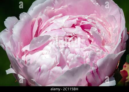 Peony "Miss Eckhart" Fiore di peonia rosa chiaro Paeonia lactiflora Foto Stock