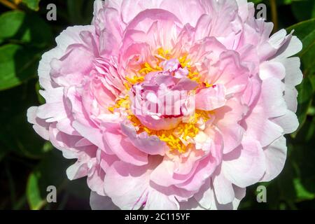 Peony Mignon rosa chiaro fiore grande Foto Stock