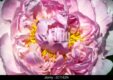 Cremosa Peony Mignon Foto Stock