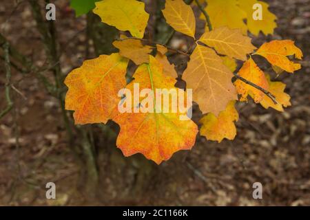 Particolare di foglie di rovere rosso americano deciduo albero autunnale colorato Foto Stock