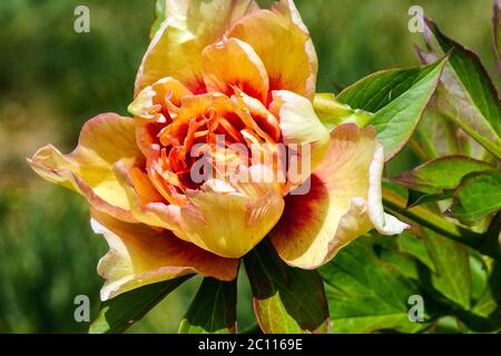 Orange Peony 'Callies Memory' Paeonia intersezionale Peony Itoh bella fioritura Fiori fioritura Peonie fiorite Fiori giugno Fiori arancio Fiori bellezza Foto Stock