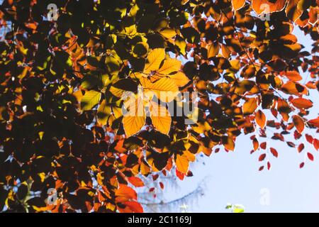 Fagus sylvatica purpurea fogliame rosso Foto Stock