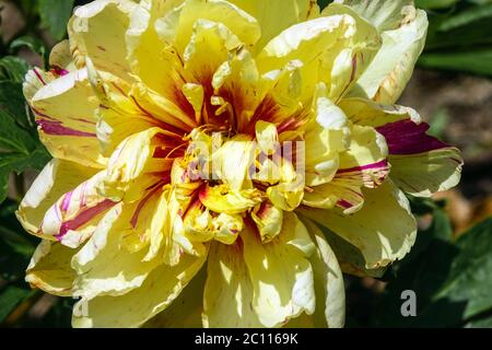 Peony 'Lollipop' intersezionale Itoh Peony Paeonia Foto Stock