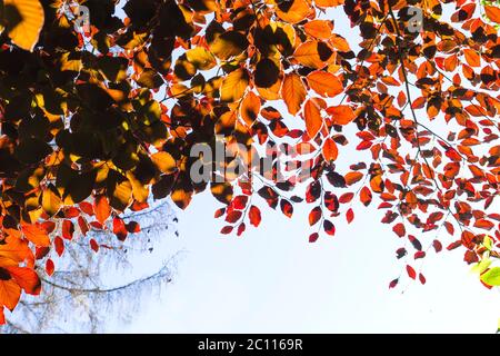 Fagus sylvatica purpurea fogliame rosso Foto Stock
