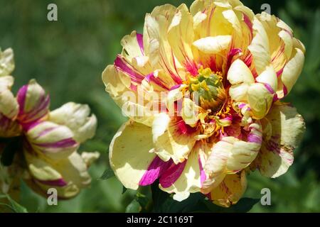 Peony "Lollipop" intersezionale Peony Itoh Foto Stock