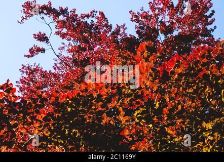 Fagus sylvatica purpurea fogliame rosso Foto Stock