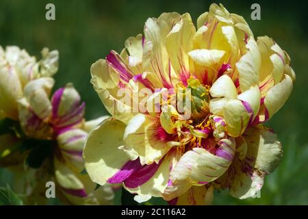 Paeonia "Lollipop" Intersezionale Peony Itoh Foto Stock