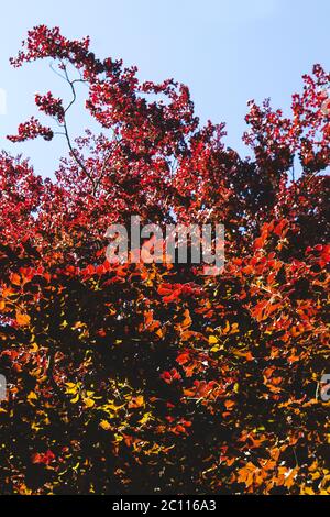 Fagus sylvatica purpurea fogliame rosso Foto Stock