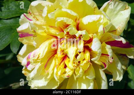 Peony Lollipop intersezionale Peonia Itoh Paeonia Foto Stock