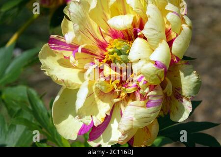 Peony Lollipop intersezionale Peonia Itoh Paeonia Foto Stock