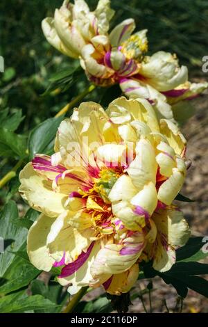 Peony Lollipop fiori intersezionali Peony Itoh Paeonia fiore Foto Stock