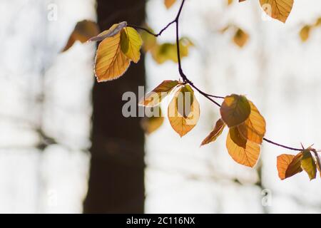 Particolare di fagus sylvatica o faggeta autunnale colore deciduo fogliame Foto Stock