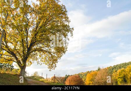 Quercia con fogliame giallo nella campagna autunnale Foto Stock