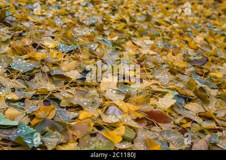 Ginkgo biloba foglie autunnali cadute Foto Stock