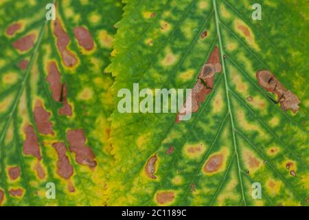 Dettaglio delle foglie autunnali caduti Foto Stock