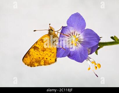 Ritratto di una farfalla a mezzaluna, Phyciodes pulchella, alla ricerca di nettare su un fiore selvatico nelle montagne Oregon Cascade dell'Oregon centrale, Foto Stock