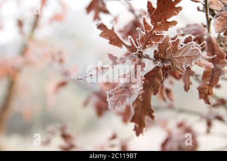 Particolare di foglie decidule di quercia con rugiada ghiacciata Foto Stock