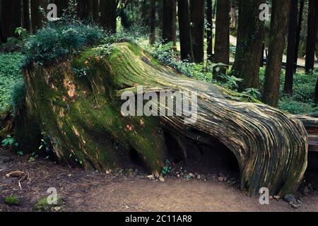 Primo piano della vecchia radice gigante con muschio nella foresta nella Alishan National Forest Recreation Area nella contea di Chiayi, Alishan Township, Taiwan Foto Stock