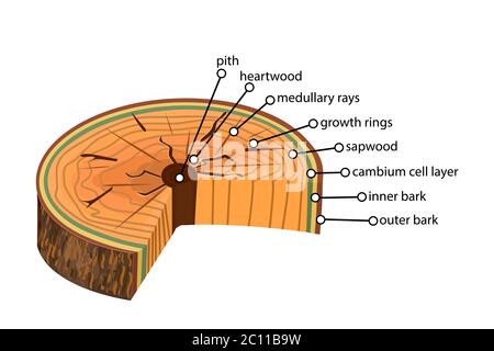 Anatomia di un albero. Struttura della sezione dei livelli dell'albero in sezione trasversale. Schema dei livelli di tronco ad albero. Sezione trasversale di steli legnosi. Vettore stock Illustrazione Vettoriale