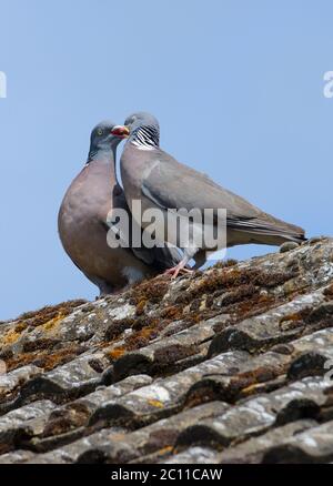 Piccione di legno (Columba palumbus) coppia che mostra il comportamento del corteggiamento su un tetto della casa Foto Stock