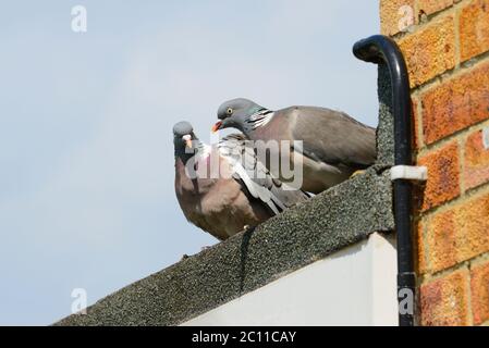 Piccione di legno (Columba palumbus) coppia che mostra il comportamento del corteggiamento su un tetto della casa Foto Stock