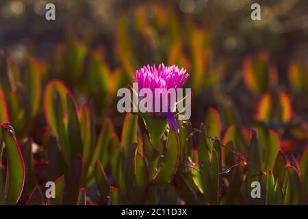 Fiore fiorente di pianta di ghiaccio Foto Stock