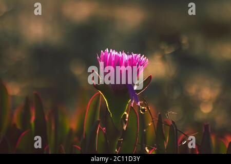 Fiore fiorente di pianta di ghiaccio Foto Stock