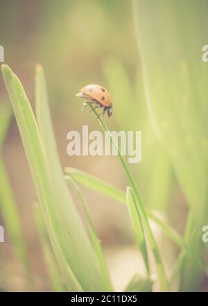 Ladybug primaverile su piante verdi. Bella foto strega umore vintage. Foto Stock