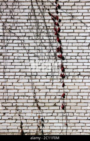 struttura di un muro bianco di mattoni con foglie rosse di pianta strisciante. Foto Stock