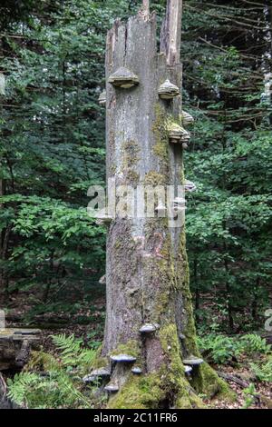 numerosi funghi di albero crescono su tronco di legno morto danneggiato dalla tempesta Foto Stock