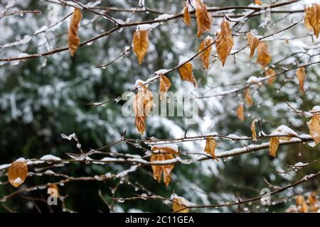 Faggio albero deciduo foglie di verricello Foto Stock