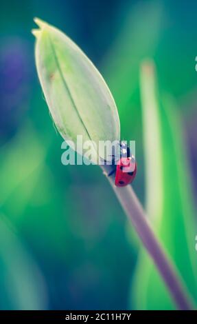 Ladybug primaverile su piante verdi. Bella foto strega umore vintage. Foto Stock