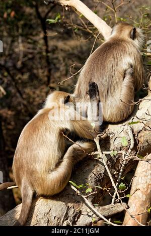 Un paio di scimmie Langur grigie a Ranthambore, India, sittng in un albero, schiena alla macchina fotografica, grooming Foto Stock