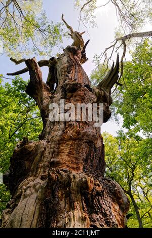 Guardando su un albero morto e decadente di quercia nella foresta di Sherwood. Foto Stock