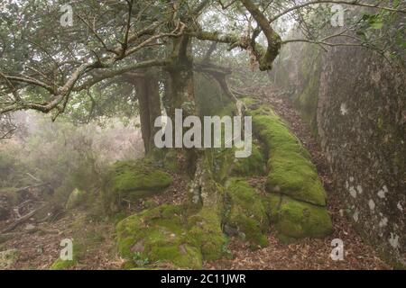 L'albero di Holly in boschetto di muschio Foto Stock