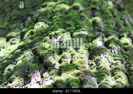 Corteccia mussosa di un vecchio albero di quercia, formando un bel modello. Muschio verde selvaggio cresce nella foresta. Astratto natura superficie bac Foto Stock