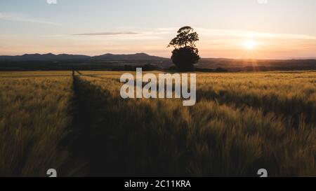 Campo di grano in midlothian Foto Stock