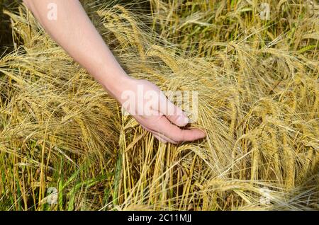 Orecchie di segale nel primo piano delle mani dell'uomo Foto Stock