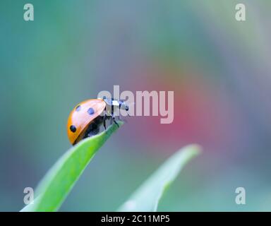 Bellissimo primo piano di ladybug che cammina sulla pianta Foto Stock