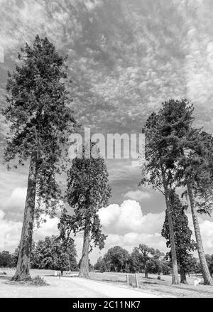 Immagini dei giardini di Trentham a Stoke-on-Trent Staffordshire, Regno Unito Foto Stock