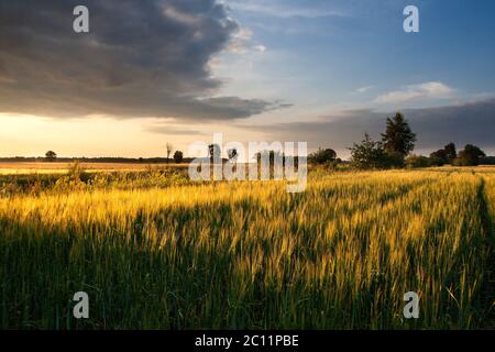 Bellissimo paesaggio con giovane campo verde fotografato durante la tarda primavera Foto Stock