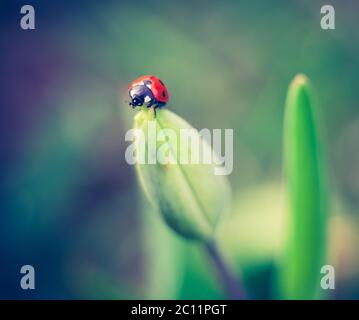 Ladybug primaverile su piante verdi. Bella foto strega umore vintage. Foto Stock