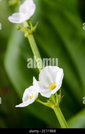 Fiore bianco di creeping Burhead Foto Stock