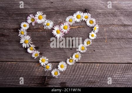 Bianco selvatico daisies fiori forma del cuore su vecchio tavolo di legno Foto Stock